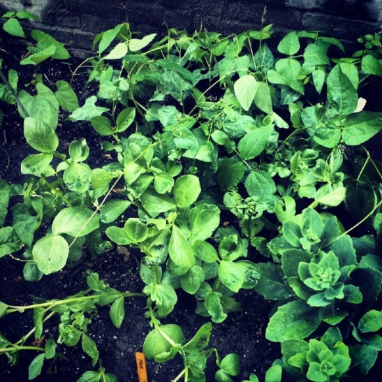 Heirloom bean plant photo by Shannon Mustipher